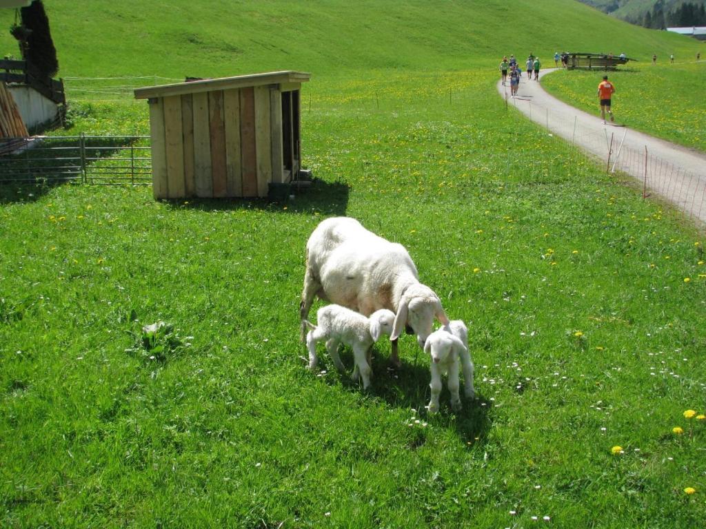 Mountain Hostel Oberstdorf Exteriér fotografie